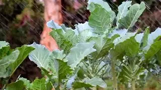 Un système d'irrigation solaire pour les agriculteurs kényans