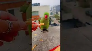 lovely bird