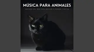 Hocico De Perro