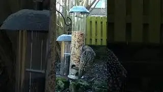 Starling birds really are quite beautiful #starlings #birdfeeder #ukbirds #wildbirds #gardenbirds