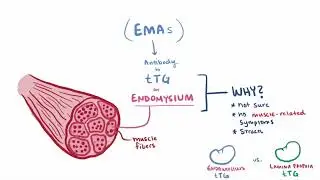 Целиакия (Глютеновая энтеропатия) русская озвучка Osmosis