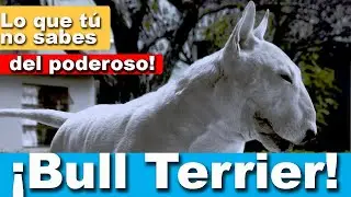 🤔 &iquest;Cu&aacute;l es el misterio detr&aacute;s del Poder&iacute;o del Bull Terrier Ingl&eacute;s? 🤔