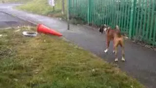 VID 00003-20091014-0805.3GP