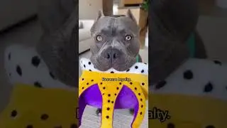 When the giant meets the tiny! 😂🐾 #CaneCorso #Chihuahua #DogHumor #PetAntics #FunnyPets_2025-12-20T0