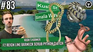 F2 Reign Line Barneck Scrub Python Clutch FULL BREAKDOWN | Kush's Korner Live