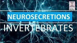 Neurosecretion among Invertebrates I Neurohaemal Organs I Neurosecretion notes I Neurohormones