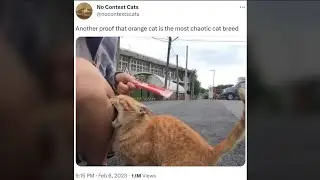 Are Orange Cats as Crazy as People Say?