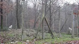 Wolves howling together at Werner Freund Wolfsgehege Merzig