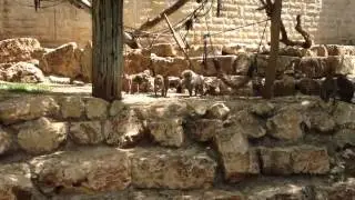 Haifa Educational Zoo