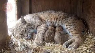 Gary D Lloyd: Lena, the Bobcat Who Loved Everyone   Mini
