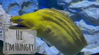 Quick tour Resorts World Sentosa and Sea Aquarium