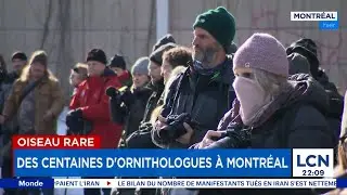 Des centaines d&rsquo;ornithologues convergent vers Montr&eacute;al: voici pourquoi
