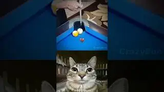 Mission Failed Successfully 😂 || #funny #meme #cat #dance