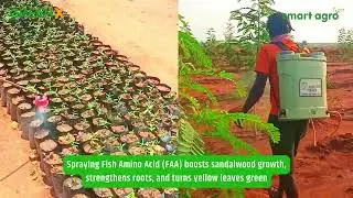 Farm Activities at Timber Sandalwood Farm | Smart Agro