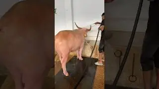 The regular shepherd is very nice bathing the albino buffalo with clean water#buffalo #bathing #fyp