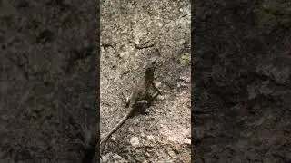 Eles s&atilde;o importantes no controle de insetos