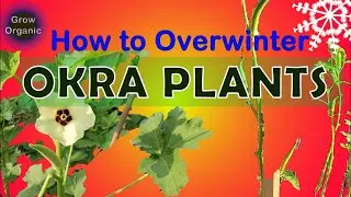 Overwintering Okra | Okra care in Winter | Ladies' finger caring tips