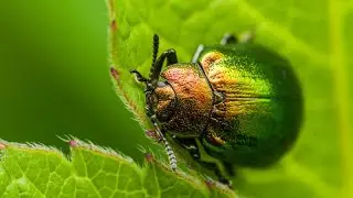 Leaf beetle.