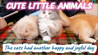 cute little animals | The adorable cats' everyday life......