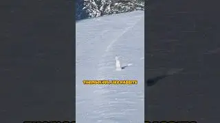 Не стоит недооценивать этого маленького хищника #дикаяприрода #хищники