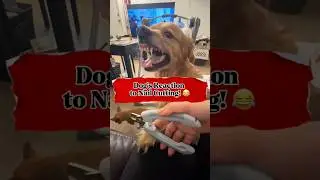 Реакция собаки на стрижку когтей😂#смешно #короткоевидео #youtubeshorts #ytshorts #тренд #вирусный...
