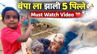 चंपा ला झाले ५ पिल्ले 🐶 | Heart Touching Dog Puppies Video | Must Watch ❤️