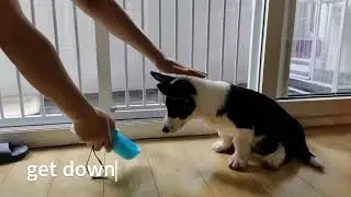 Oreo isn't a border collie