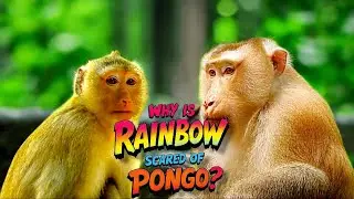 Why Is Rainbow Afraid of Pongo? 🐵 Will They Become Friends?