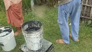 50 লাইনের হাইব্রিড মাগুর মাছের পোনা ডেলিভারি কাটিহার বিহার  Fish Seed Deliver, Hatchery Berhampore