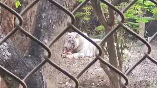 🦁 Wild Wonders of Nandankanan! Exploring Bhubaneswar's Zoological Park! 🐘