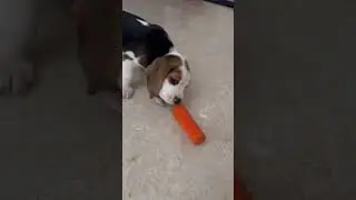#funny #comedy #cute #viralvideo #beagle #beaglecrew #flyp #song #dogshorts #puppy
