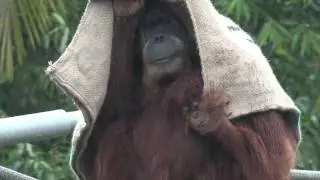 [4K] Another rainy day with the orangutans at the San Diego Zoo