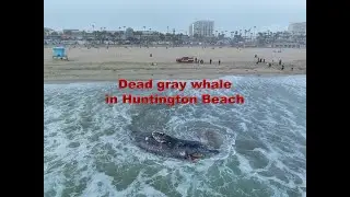 Gray whale washes ashore in Huntington Beach