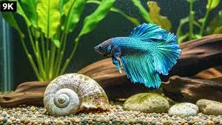 Turquoise Over-Halfmoon Betta - Iridescent Beauty