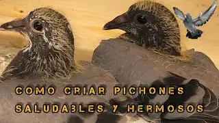 Tips para criar pichones hermosos y saludables!!