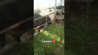 shear spot. all farmers 🙏 vet dhillon 💕 bread lovers 💕