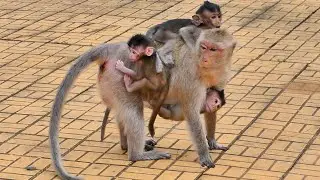 ✔Tiny Baby Monkeys hug Mama Sara and play happily together