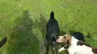 Dog Days of Coventry
