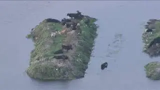 SNN: Cows form Cow Island in East Sarasota