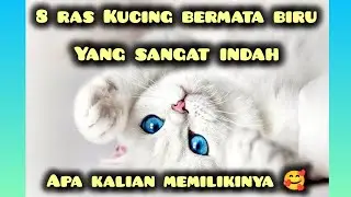 8 RAS KUCING BERMATA BIRU YANG SANGAT INDAH DAN MENAWAN , APAKAH KALIAN MEMILIKINYA