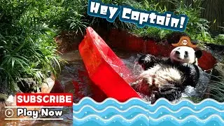 Would You Trust A Panda As Your Captain? | iPanda