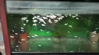 platinum king balloon Molly fish