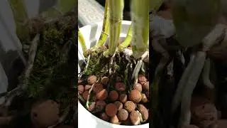 Fusarium roots then and now! 🤩👍🏼 #ninjaorchids #shorts #myrmecatavolafrancesfox #shorts