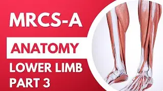 Lower Limb Anatomy | Part 03 | MRCS A Complete Anatomy Lecture Series