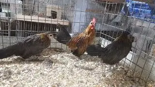 Los proyectos van 