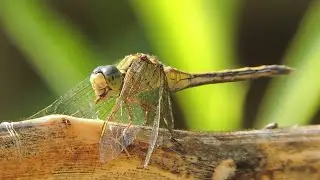 Dragonfly Eating an Insect Close up