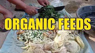how to make organic feeds for Chicken/muscovy duck. #OrganicFeeds #RirFarming