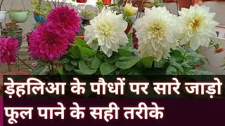 All Tips and tricks to Get Heavy Blooming On Dahlia Plants/ Why my Dahlias Blooming full Winters