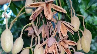 Cigar Box Cedar (Cedrella odorata) edible tree with anti-worm fruit
