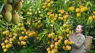 Harvest lychee fruit to sell at market - Dish spring roll & fried fish cakes delicious | Ly Thi Tam